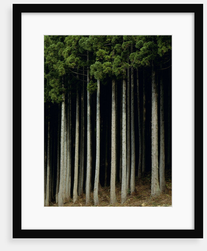Japanese cedar forest, Akita Prefecture, Japan by Anonymous