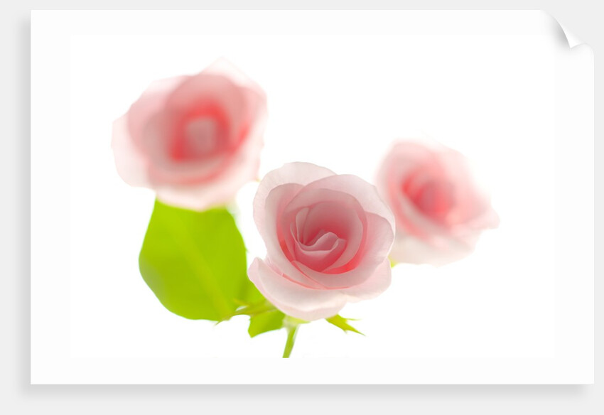 Pink rose by Anonymous