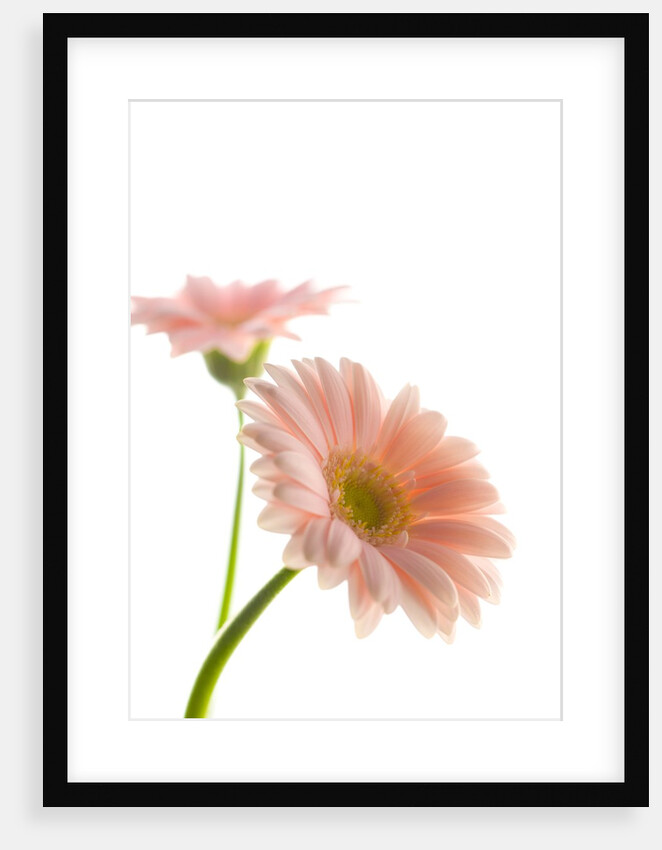 Gerbera daisy by Anonymous