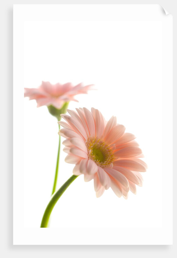 Gerbera daisy by Anonymous