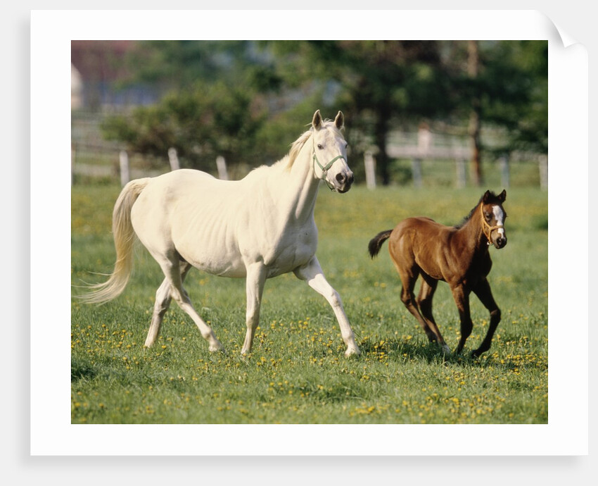 Mare and foal running in field, Urakawa, Hokkaido, Japan by Anonymous