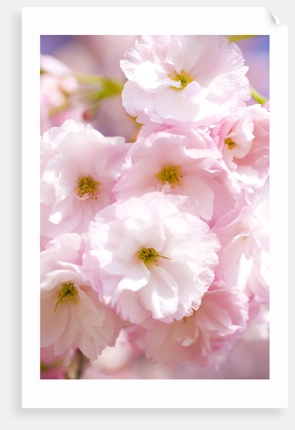 Cherry blossoms by Anonymous
