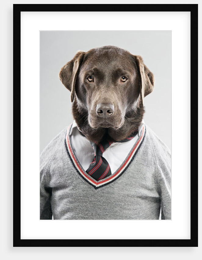 Dog in a sweater by Anonymous