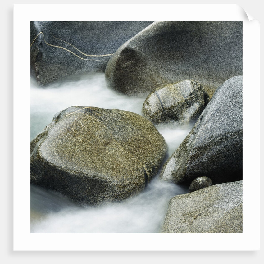 Westland National Park, South Island, New Zealand by Anonymous