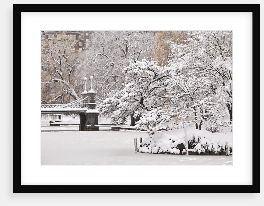 Snow covered trees with a footbridge in a public park, Boston Public Garden, Boston, Massachusetts, USA by Anonymous