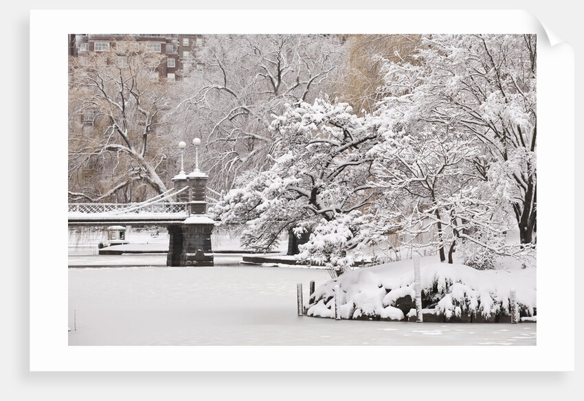 Snow covered trees with a footbridge in a public park, Boston Public Garden, Boston, Massachusetts, USA by Anonymous
