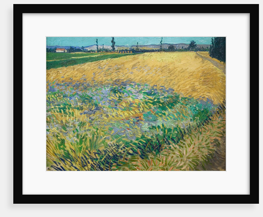 Wheatfield by Vincent Van Gogh