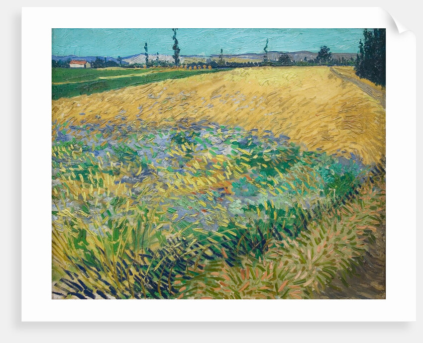 Wheatfield by Vincent Van Gogh
