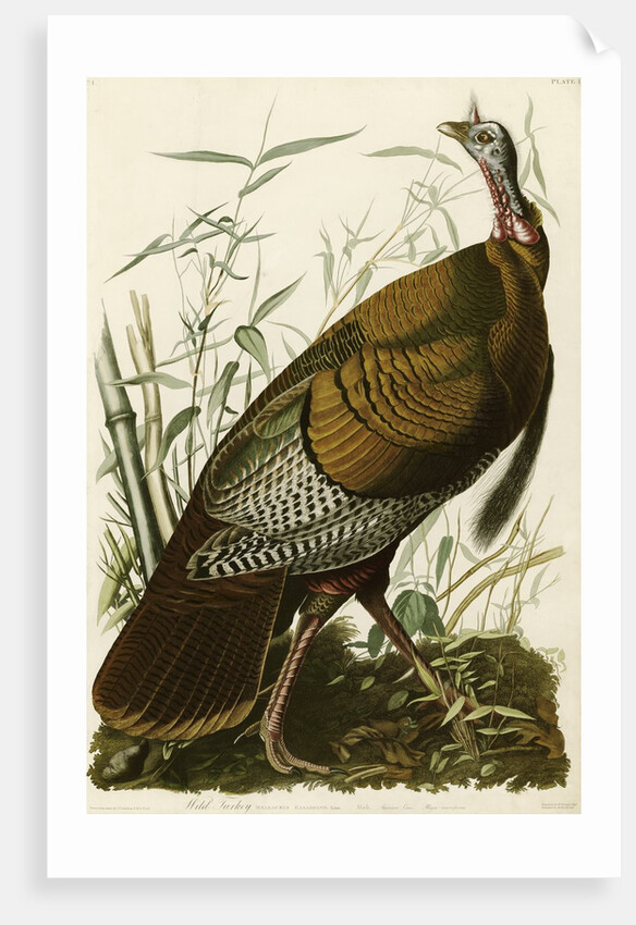 Wild Turkey by John James Audubon