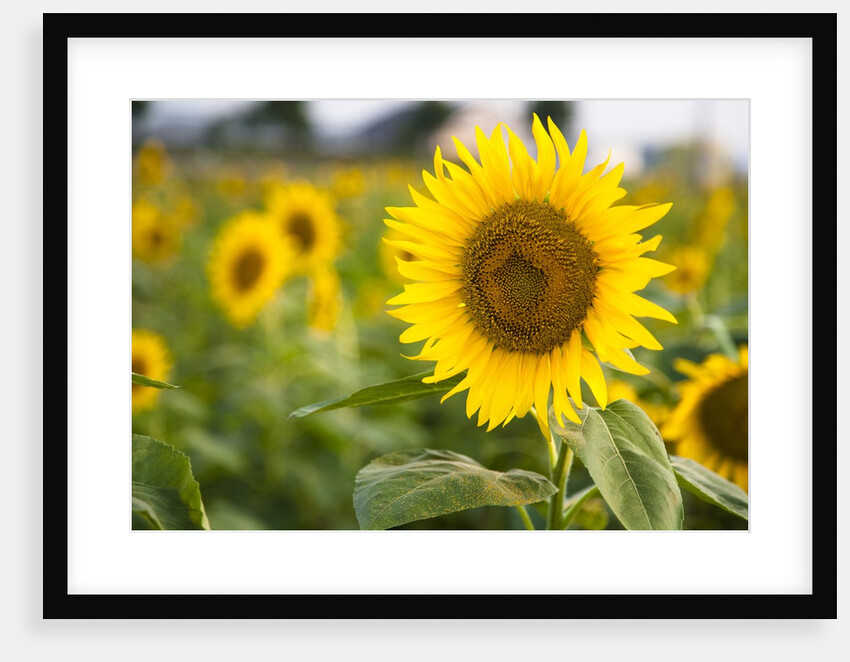 Close-up of a yellow sunflower by Anonymous