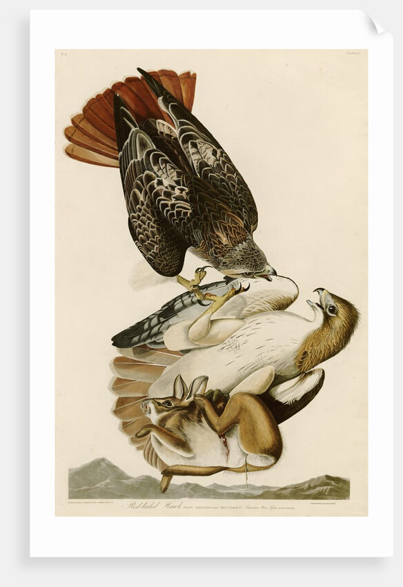 Red-Tailed Hawk by John James Audubon