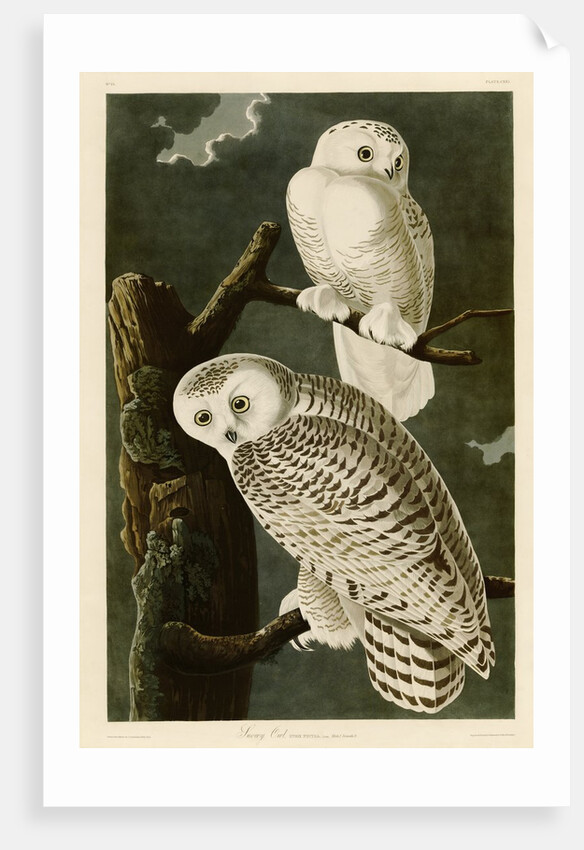 Snowy Owl by John James Audubon