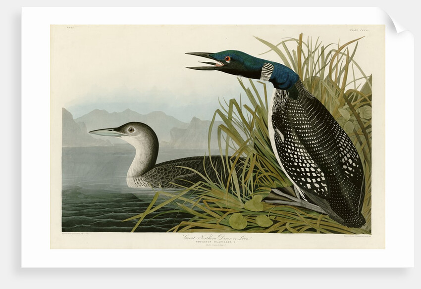 Great Northern Diver or Loon by John James Audubon