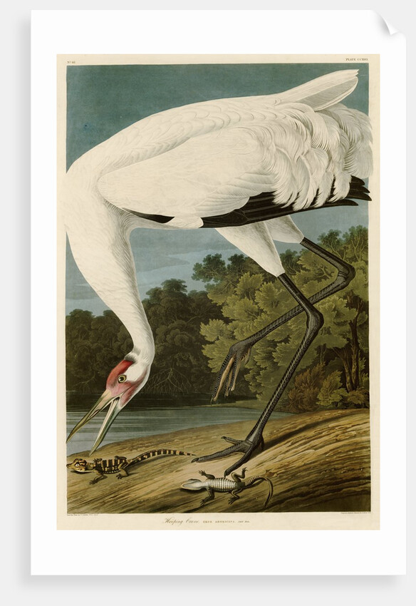 Hooping Crane by John James Audubon