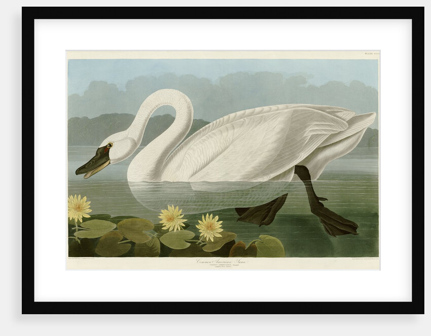 Common American Swan by John James Audubon