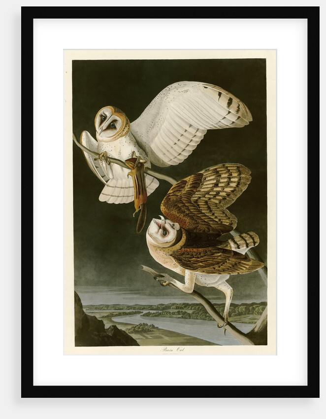 Barn Owl by John James Audubon
