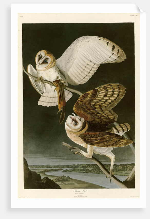 Barn Owl by John James Audubon
