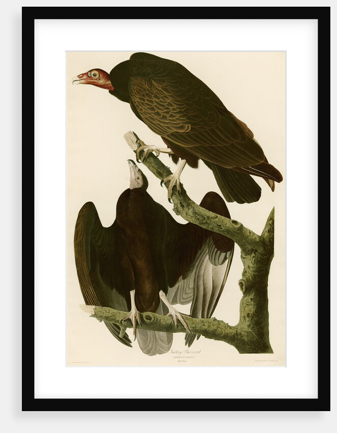Turkey Buzzard by John James Audubon