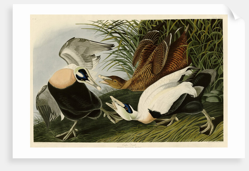 Eider Duck by John James Audubon