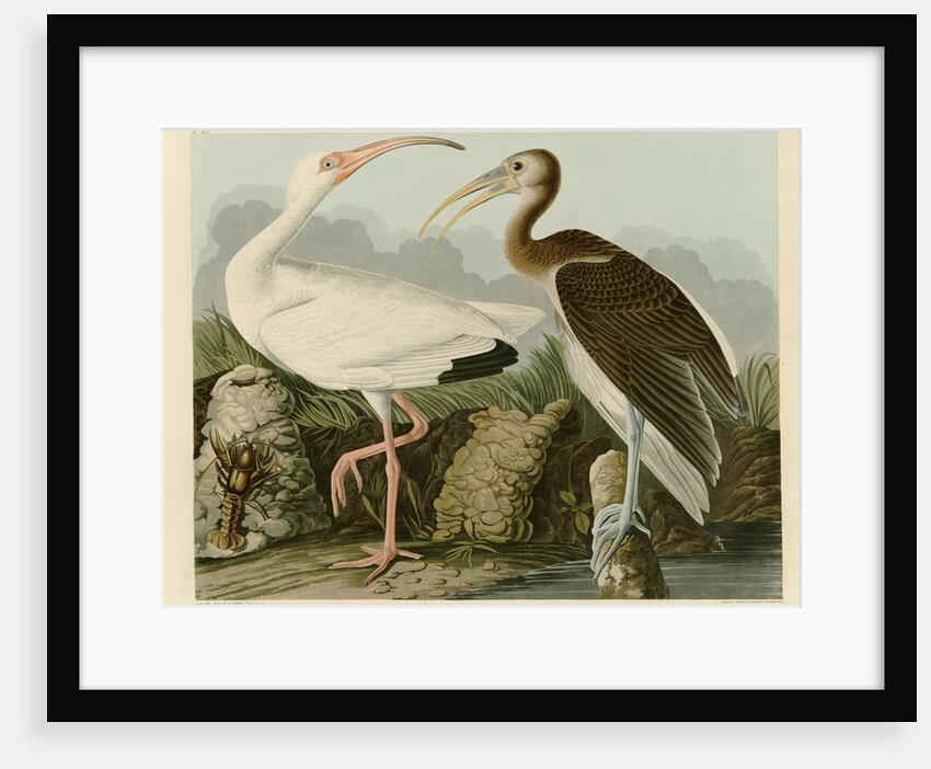 White Ibis by John James Audubon