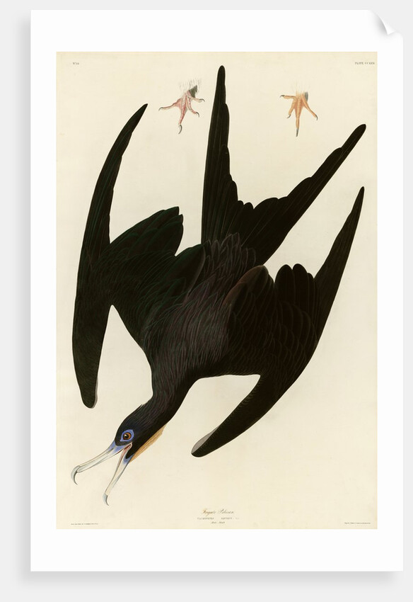 Frigate Pelican by John James Audubon