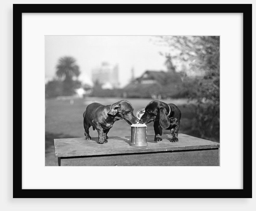 Two dachshund puppies lapping beer from stein by Anonymous