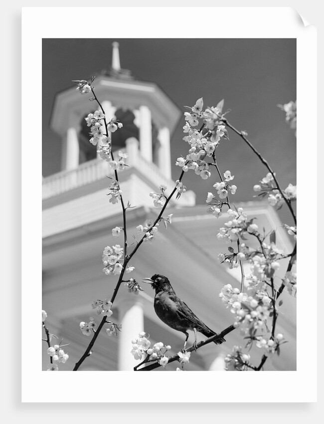 Robin perched on blossoming branch with church steeple in background by Anonymous