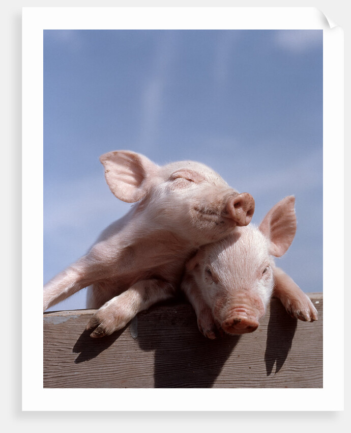 Two piglets leaning against each other on fence rail by Anonymous
