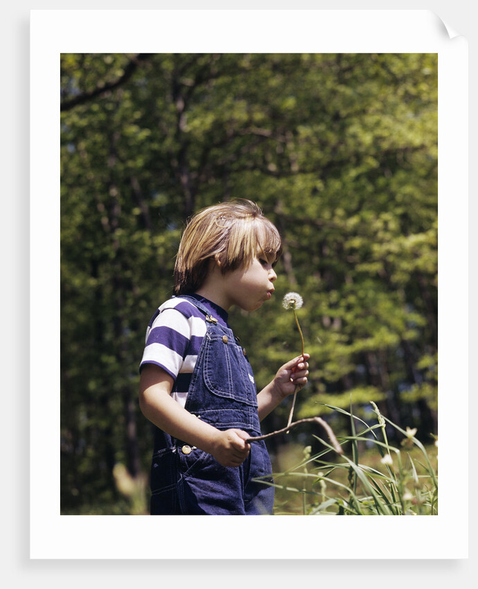 Boy wearing bib overalls blowing on dandelion head by Anonymous