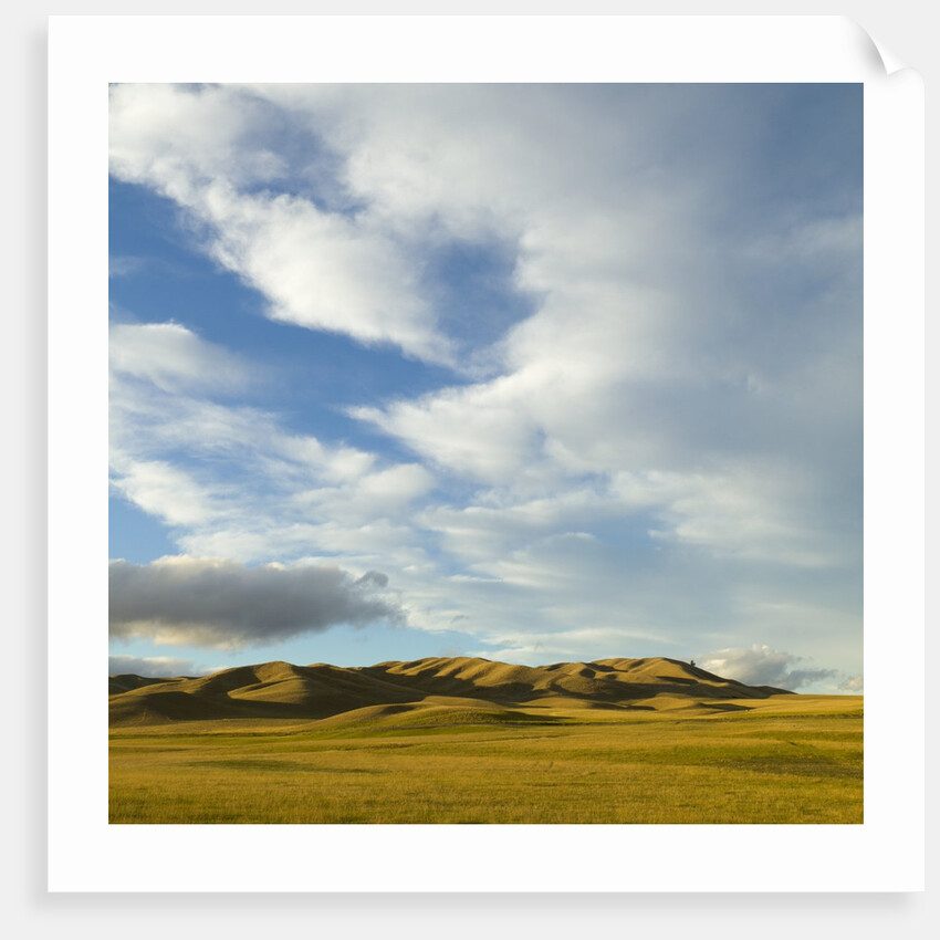 Grazing farmland hills and cumulus clouds, evening, South Island, New Zealand by Anonymous