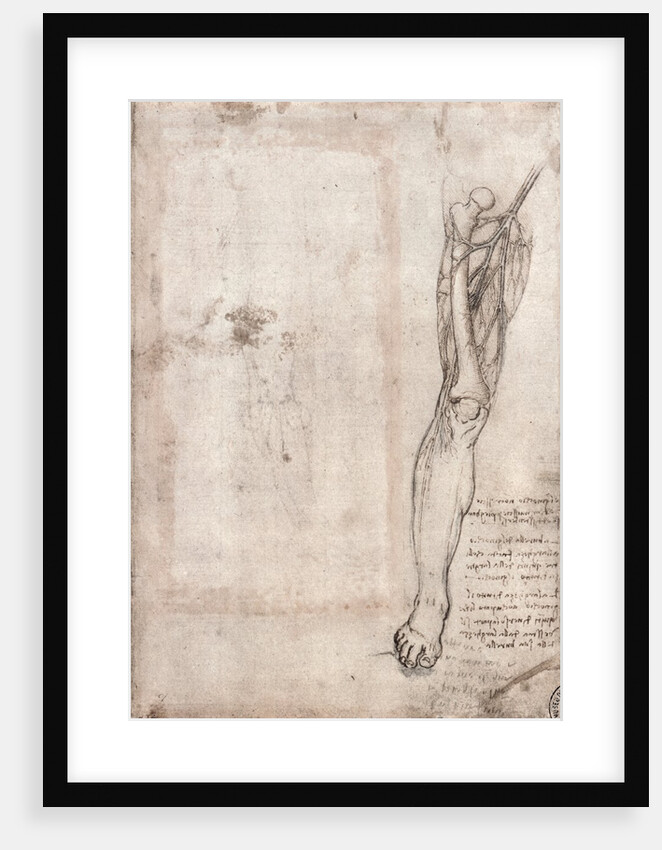 Drawing of human leg by Leonardo da Vinci