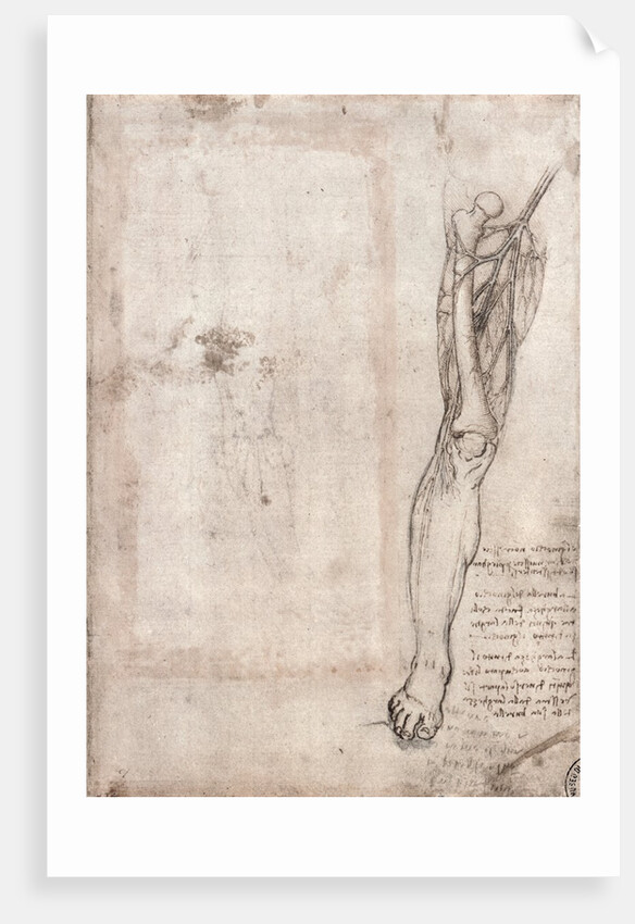 Drawing of human leg by Leonardo da Vinci