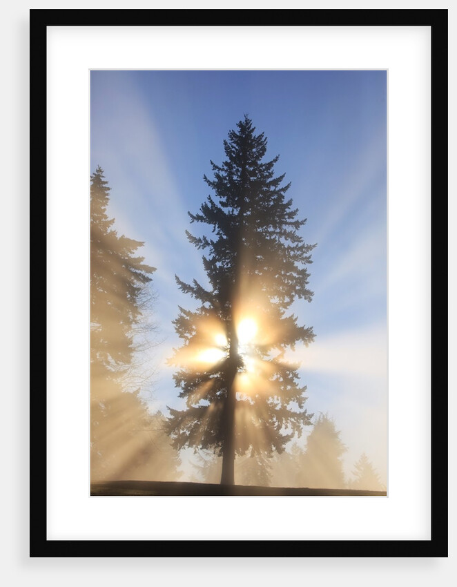 Sun shining through trees in Oregon Cascades by Anonymous