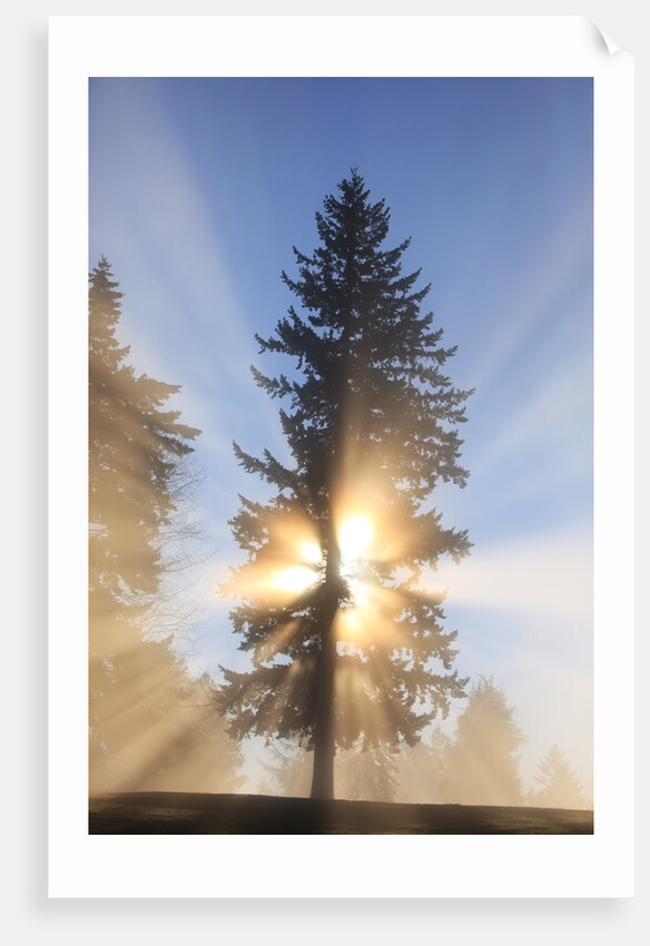 Sun shining through trees in Oregon Cascades by Anonymous