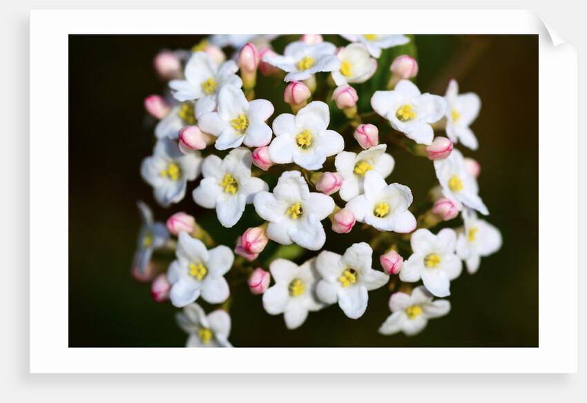Closeup of Daphne flower by Anonymous