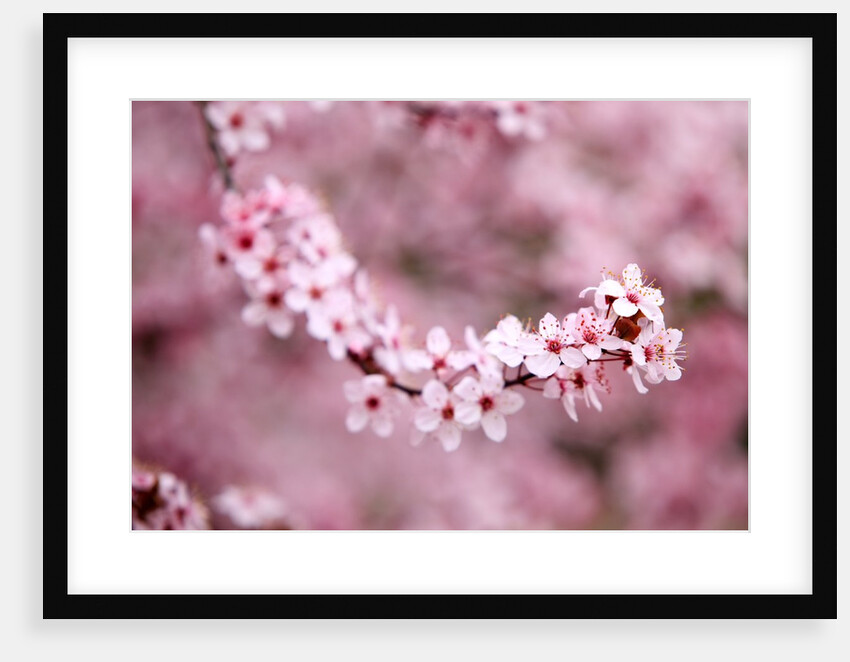 Closeup of Cherry blossoms on tree by Anonymous