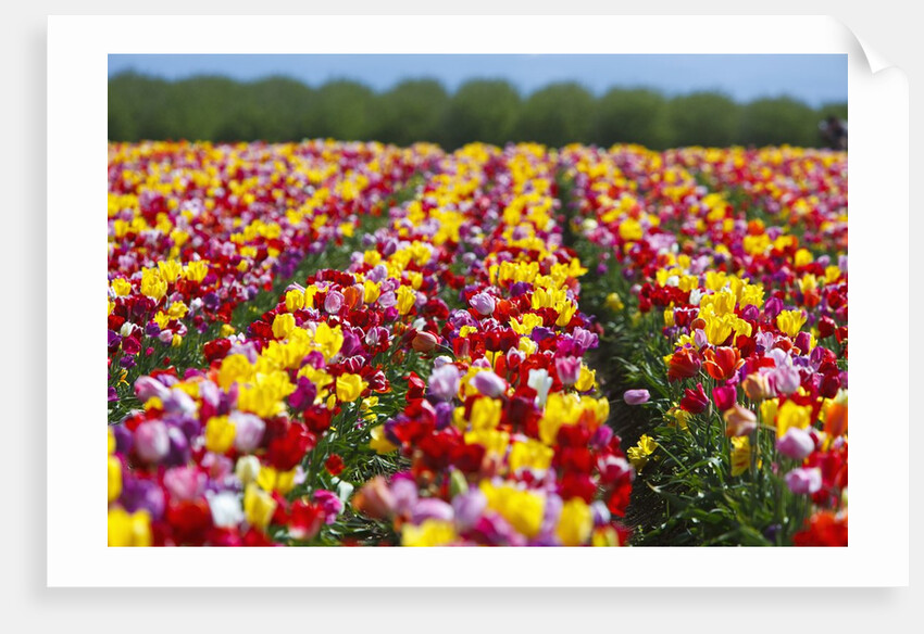 Tulip fields in Woodburn, Oregon by Anonymous