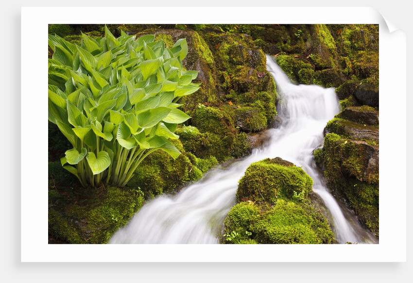 Waterfall in Crystal Spring Rhododendron Gardens by Anonymous