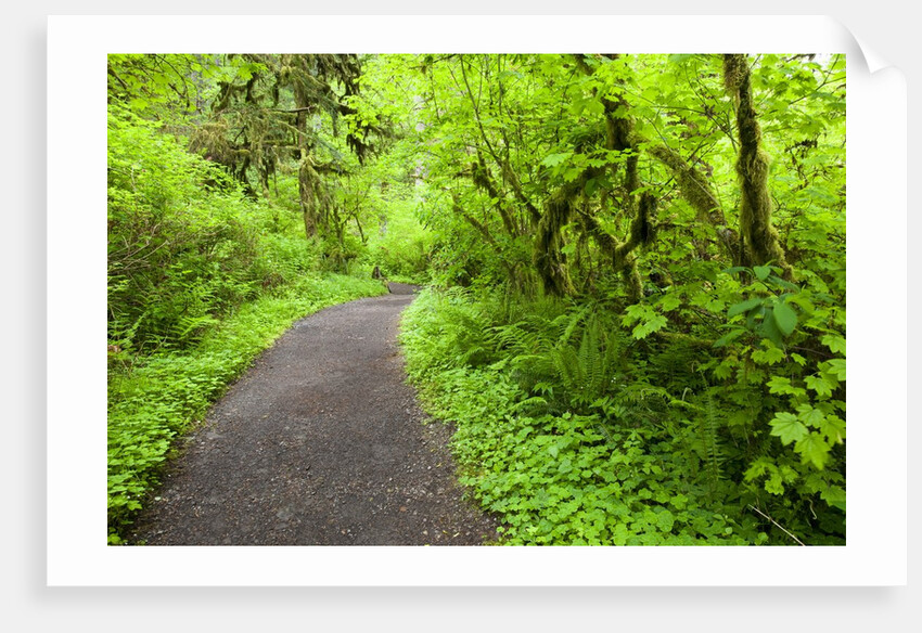 Trail in Silver Falls State Park by Anonymous