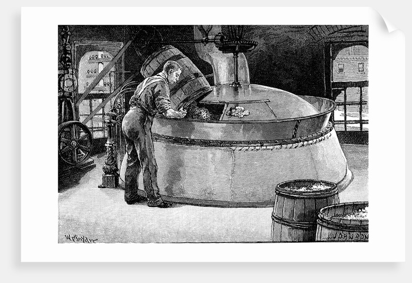 Brewer adding hops to boiling beer in an American brewery by Anonymous