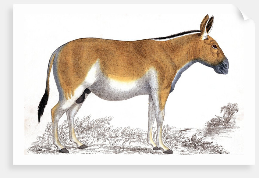 Dziggetai by Anonymous