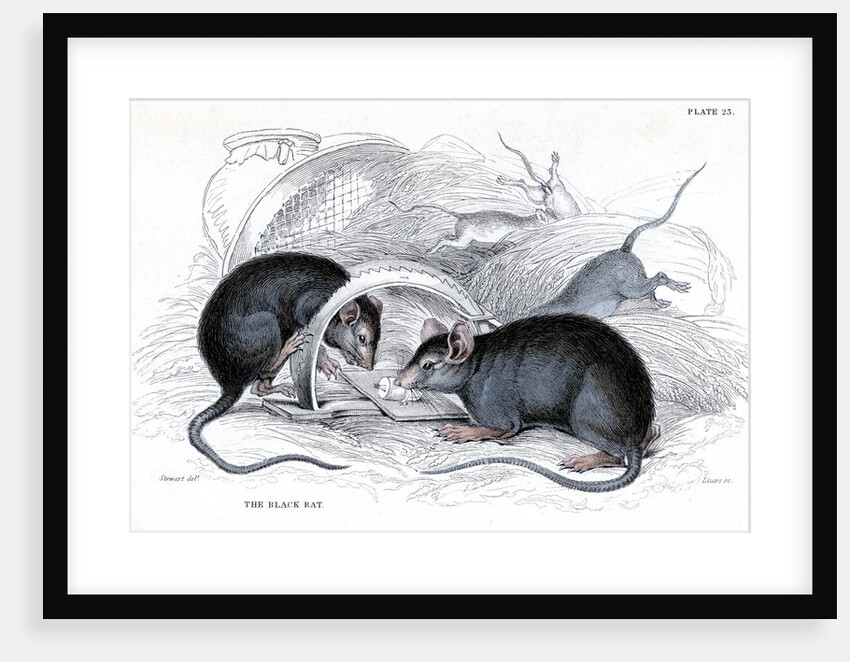 Black rat caught in trap by Anonymous