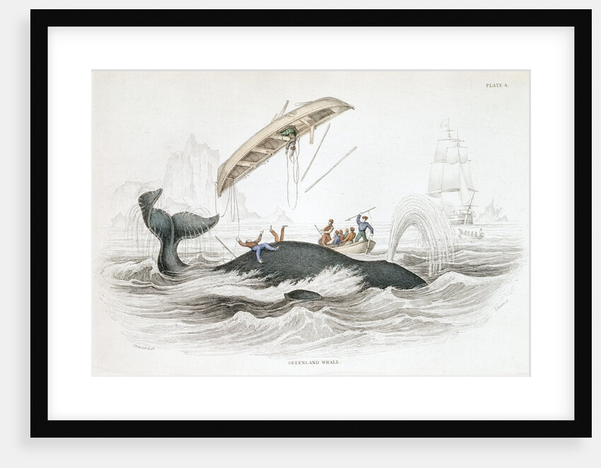 Whaling boat tossed by Greenland whale by Anonymous