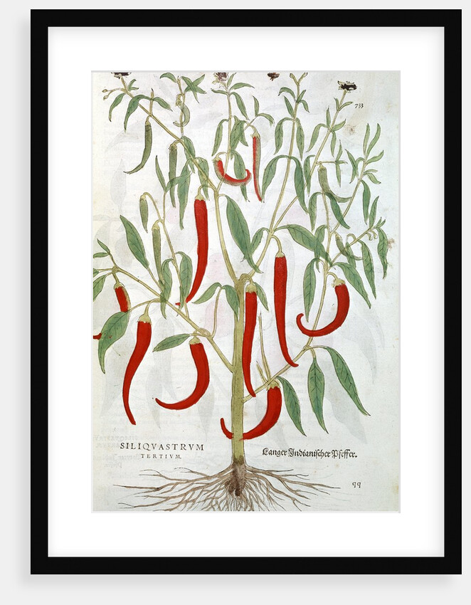 Cayenne pepper plant by Anonymous