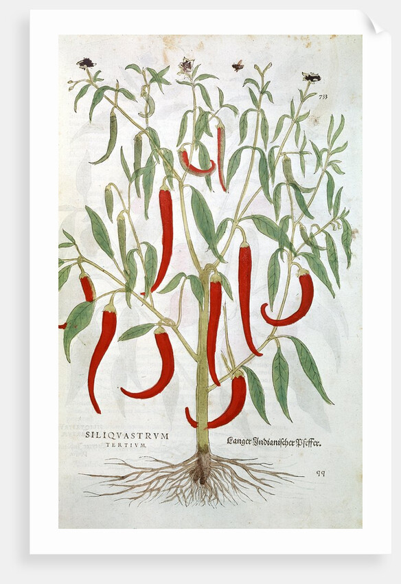 Cayenne pepper plant by Anonymous