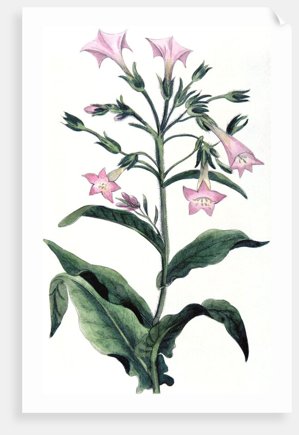 Tobacco plant by Anonymous