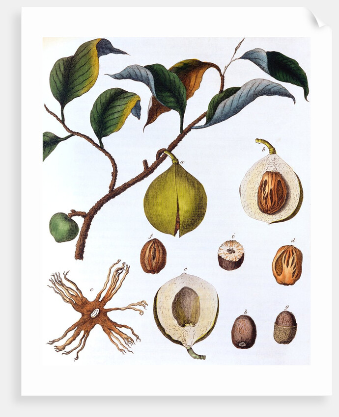 Nutmeg plant by Anonymous