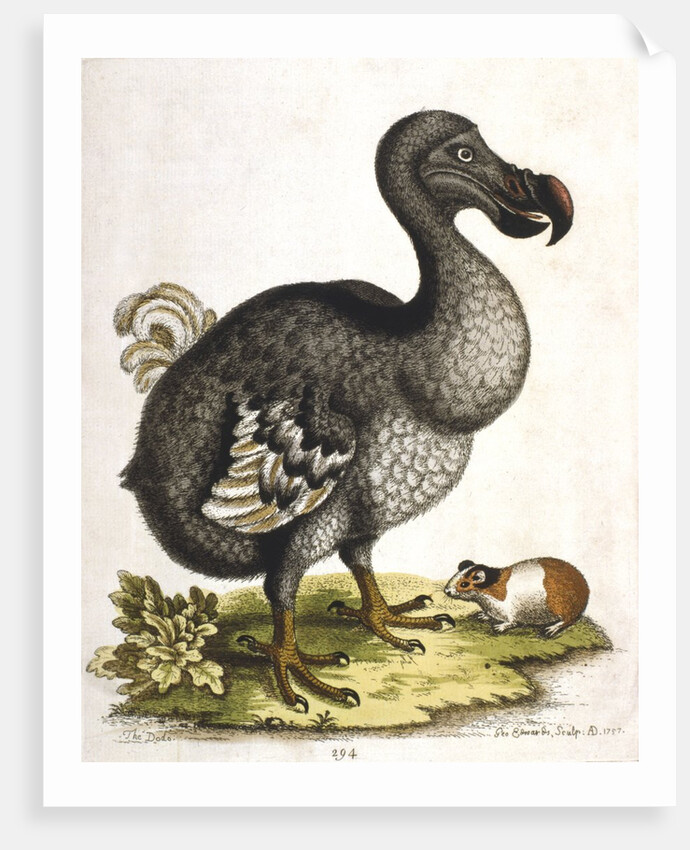 Dodo and guinea pig by Anonymous