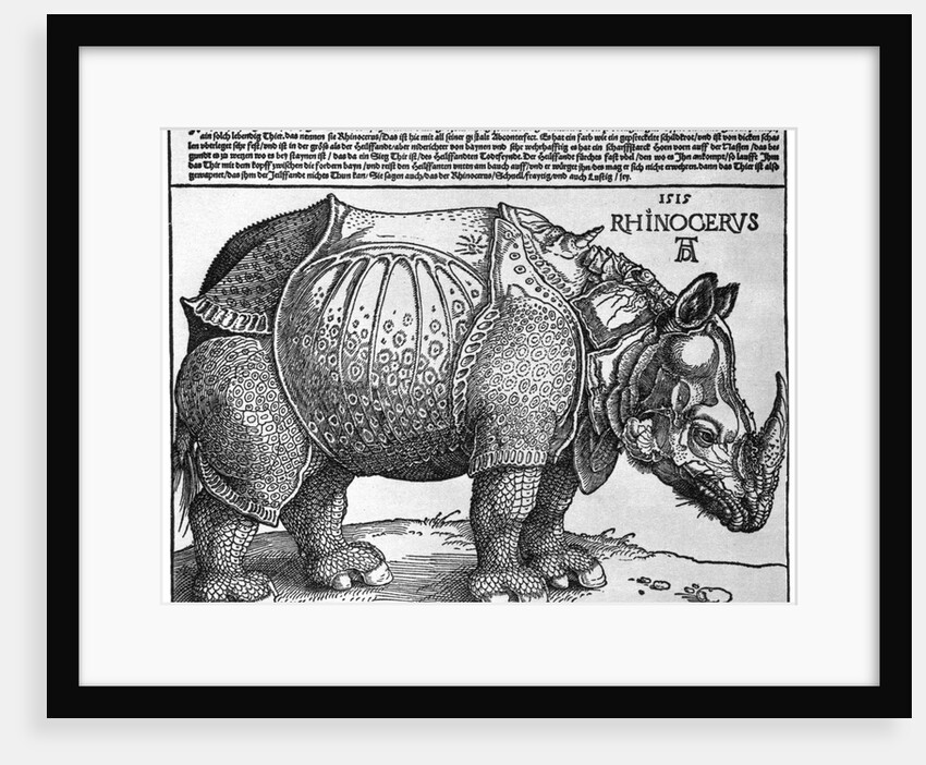 Rhinoceros by Albrecht Dürer