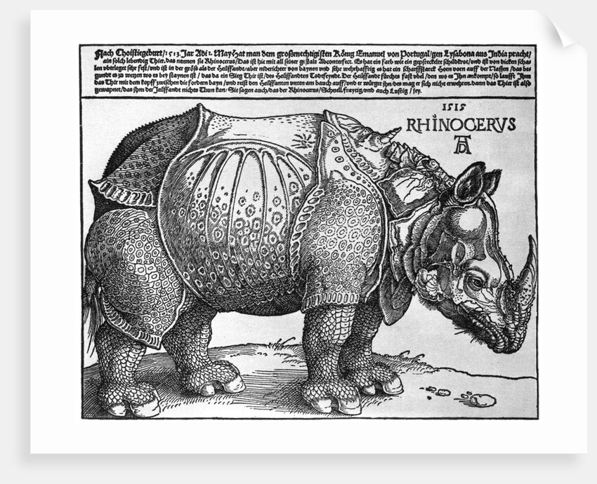 Rhinoceros by Albrecht Dürer